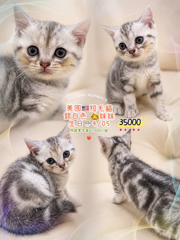 美國短毛貓・銀白色 妹妹