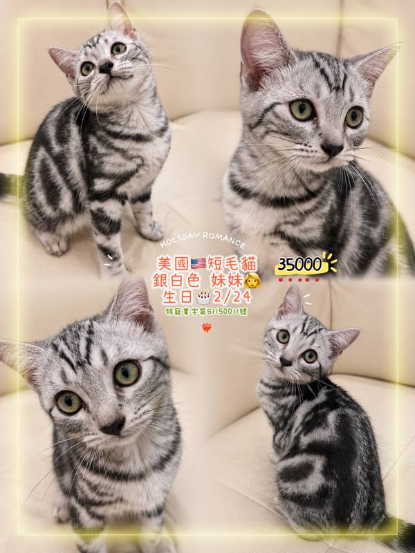 美國短毛貓・銀白色 妹妹
