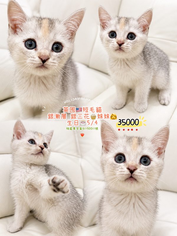 英國短毛貓・銀漸層銀三花 妹妹