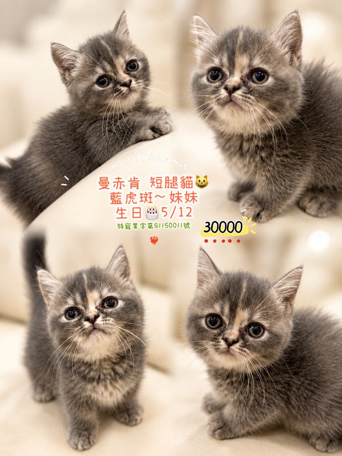 曼赤肯短腿貓・藍虎斑 妹妹
